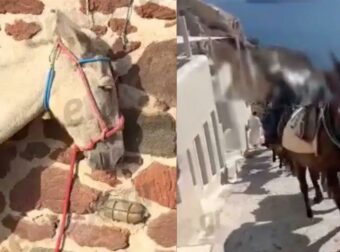 Εικόνες ντροπής στη Σαντορίνη: Γαϊδουράκια σε ρόλο «ταξιτζή» την ημέρα και «απορριμματοφόρου» την νύχτα