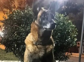 Λιμενικό: Θλίψη για τον θάνατο του Κανέλλου, του θρυλικού λαγωνικού Κ9 – «Μάγκας μέχρι την τελευταία στιγμή»