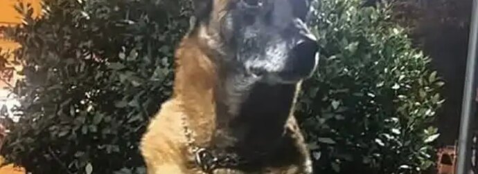 Λιμενικό: Θλίψη για τον θάνατο του Κανέλλου, του θρυλικού λαγωνικού Κ9 – «Μάγκας μέχρι την τελευταία στιγμή»