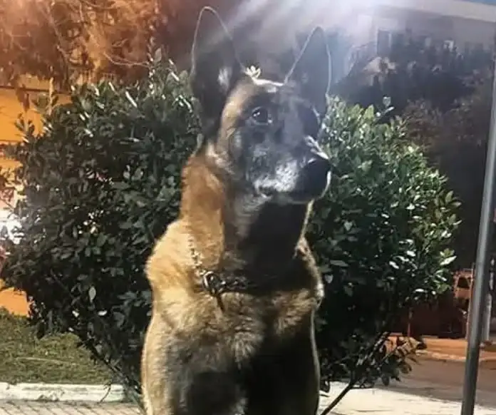 Λιμενικό: Θλίψη για τον θάνατο του Κανέλλου, του θρυλικού λαγωνικού Κ9 – «Μάγκας μέχρι την τελευταία στιγμή»