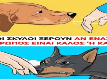 Έτσι τους καταλαβαίνουν: Τα σκυλιά μπορούν να ξεχωρίσουν ποιος είναι καλός και ποιος κακός άνθρωπος