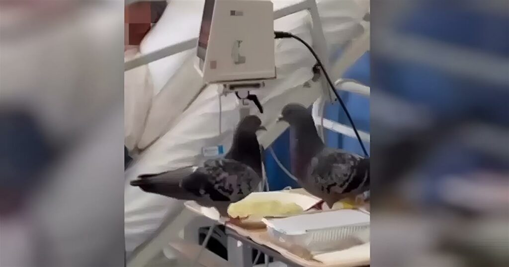 Βίντεο δείχνει περιστέρια να τσιμπολογούν το φαγητό ασθενή μέσα σε δωμάτιο του νοσοκομείου «Ερυθρός Σταυρός»