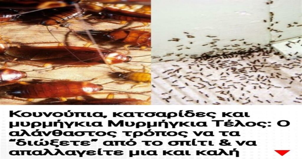 Κουνούπια, κατσαρίδες και μυρμήγκια Τέλος: Ο αλάνθαστος τρόπος να τα “διώξετε” από το σπίτι & να απαλλαγείτε μια και καλή