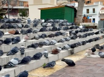 Μεγάλος Δήμος επιστρατεύει αρπακτικά πουλιά για να διώξει τα περιστέρια από την πόλη – Έντονες αντιδράσεις από τις φιλοζωικές