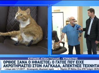 Συγκίνηση για τον Ήφαιστο: Ο ακρωτηριασμένος γάτος περπατά και πάλι με τα νέα τεχνητά του μέλη