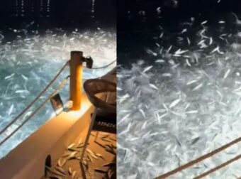 Χαμός σε πασίγνωστο εστιατόριο παραλιακής, εκεί που έτρωγαν οι πελάτες τα ψάρια «τρελάθηκαν» κι άρχισαν να πηδάνε από το νερό… πάνω τους