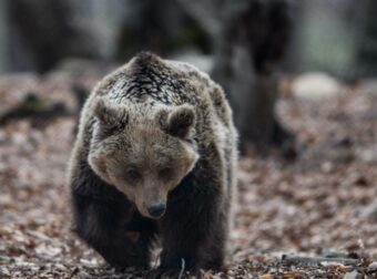 «Μου είπε “έλα να δεις μια αρκούδα” – Του δίνει μία και έφυγε κάτω»: Συγκλονίζει ο ορειβάτης στη Δράμα