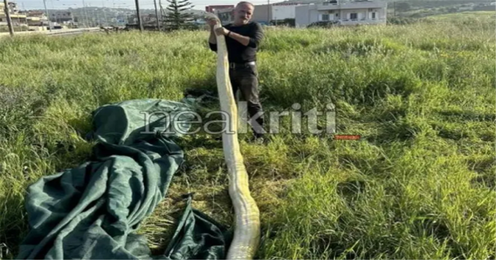 Απίστευτο: Βρήκαν πύθωνα 5 μέτρων στο χωράφι τους. Viral οι φωτογραφίες με το φίδι, τι είχε φάει
