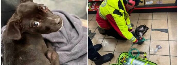 Πυροσβέστες έσωσαν κουταβάκι που ήταν εγκλωβισμένο μέσα σε φλεγόμενο αυτοκίνητο!