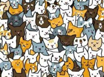 Οπτική ψευδαίσθηση: Είστε τόσο παρατηρητικοί όσο ο Ηρακλής Πουαρό; Βρείτε το λαγουδάκι ανάμεσα στις γάτες σε 11 δευτερόλεπτα!