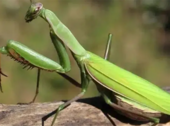 Όταν αυτό το έντομο προσγείωνεται πάνω σας, να τι θέλει να πει το σύμπαν