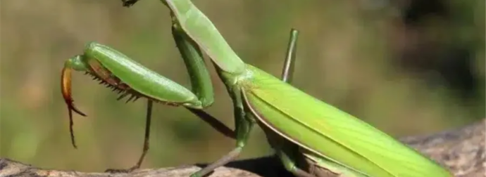Όταν αυτό το έντομο προσγείωνεται πάνω σας, να τι θέλει να πει το σύμπαν
