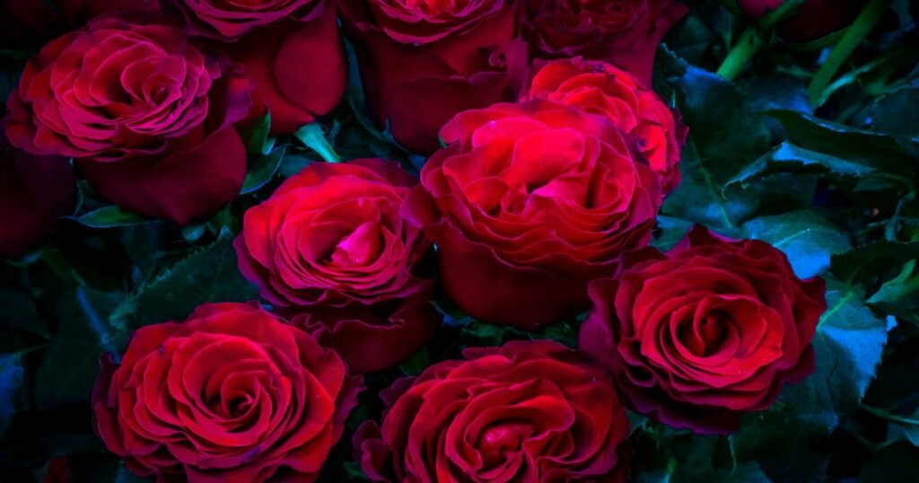 Αν σας πήραν λουλούδια, χθες, του Αγίου Βαλεντίνου… βγάλτε τα αμέσως στο μπαλκόνι: Αν δείτε τι τοξικό έχουν πάνω, θα «μείνετε»