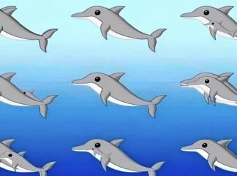 Πόσα δελφίνια υπάρχουν σε αυτή την εικόνα;