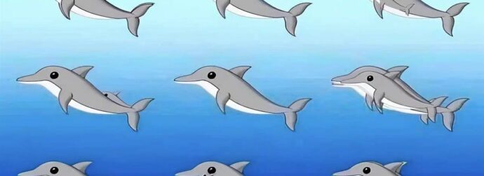 Πόσα δελφίνια υπάρχουν σε αυτή την εικόνα;