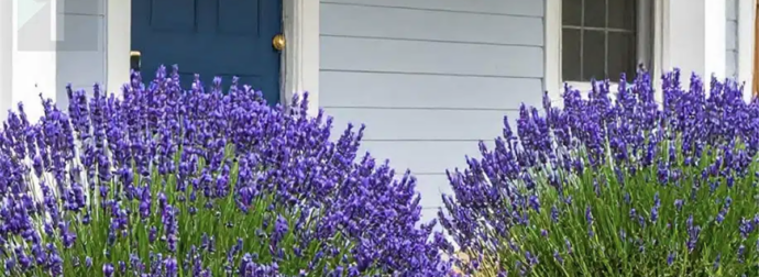 12 κορυφαία πολυετή ανθοφόρα φυτά που ανθίζουν ακόμα κι αν δεν τα φροντίζετε