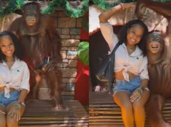 Safari world: Στην Ταϊλάνδη οι τουρίστες φωτογραφίζονται με «εκπαιδευμένους» χιμπατζήδες σε απαγορευτικές στάσεις&nbsp;