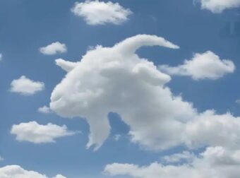 Είδατε πρώτα μια χελώνα ή μια καμήλα; Τι αποκαλύπτει αυτό για το πώς λειτουργεί ο εγκέφαλός σας