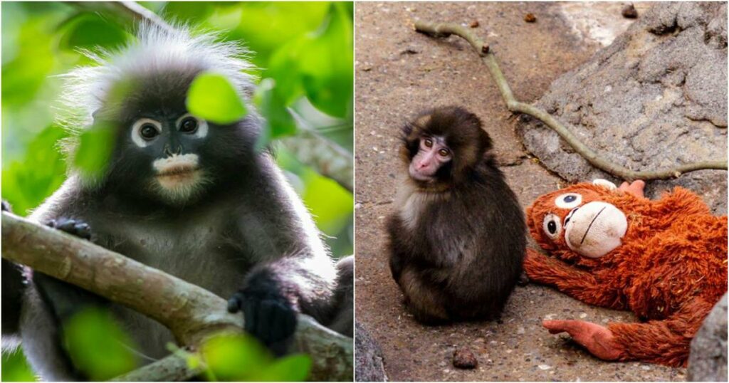 Μαϊμού στο σπίτι: Επιτρέπεται ως κατοικίδιο στην Ελλάδα; Το νομικό πλαίσιο και η αλήθεια πίσω από τα viral βίντεο του Punch