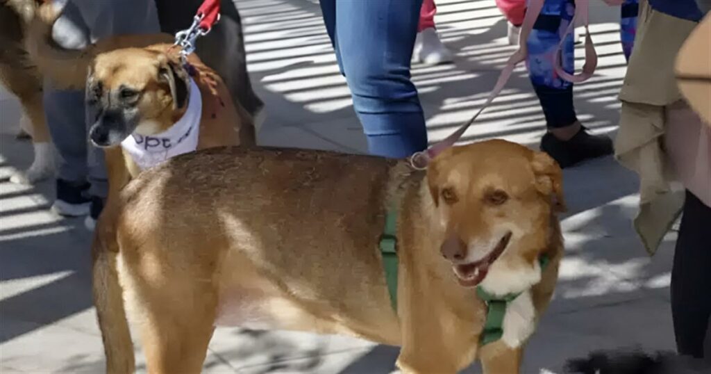 Επαναπατρισμοί από τη Μέση Ανατολή: Ειδική πτήση από το Ντουμπάι για πολίτες με κατοικίδια