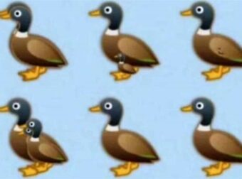 Βρείτε όλες τις πάπιες της εικόνας: Το τεστ παρατηρητικóτητας που ελάχιστοι απαντοúν σωστά