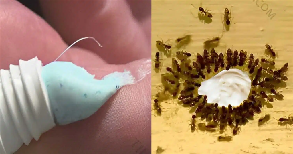 Το μυστικό με την οδοντόκρεμα για να εξαφανίσετε κατσαρίδες και μυρμήγκια μια για πάντα