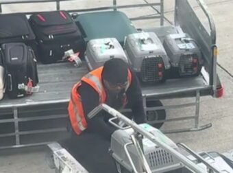 Αεροδρόμιο Ελευθέριος Βενιζέλος: Εργαζόμενος «έλιωσε» το ίντερνετ με την αξιολάτρευτη υποδοχή κατοικίδιων από τον χώρο αποσκευών αεροπλάνου