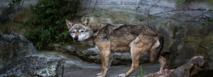 Λύκος άρπαξε νήπιο σε ζωολογικό κήπο ενώ οι γονείς έπαιζαν με τα κινητά τους σε παγκάκι (video)