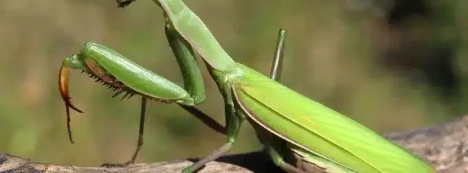 Όταν αυτό το έντομο προσγείωνεται πάνω σας, να τι θέλει να πει το σύμπαν