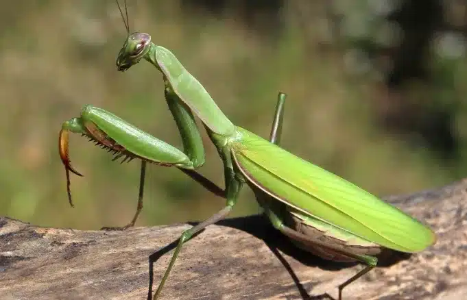 Όταν αυτό το έντομο προσγείωνεται πάνω σας, να τι θέλει να πει το σύμπαν