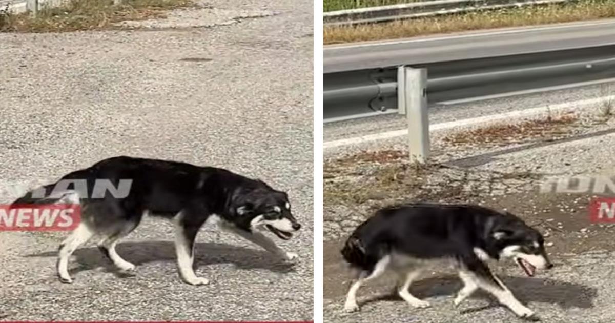 Σκυλάκι περιμένει τις τελευταίες 5 ημέρες έξω από εκκλησία να επιστρέψει αυτός που το παράτησε (video)