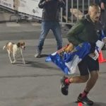 Σπάρταθλον 2026: Η σκυλίτσα που ακολούθησε αθλητή για περίπου 100 χιλιόμετρα μέχρι τη Σπάρτη
