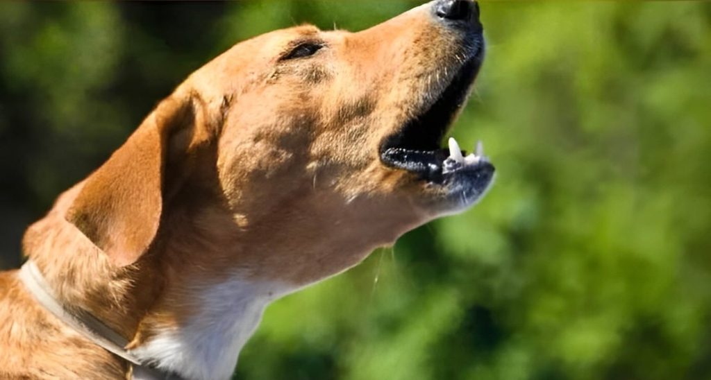 Τι σημαίνει όταν τα σκυλιά γαβγίζουν όλα μαζί την ίδια ώρα την νύχτα;  