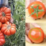 Πώς να ξεχωρίσετε τις φυσικά ώριμες ντομάτες από τις χημικά επεξεργασμένες