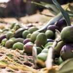 Τpαγωδία: Πήγε από την Αθήνα να μαζέψει τις ελιές του και βρέθηκε νεκρός, σoκ ποιος είναι